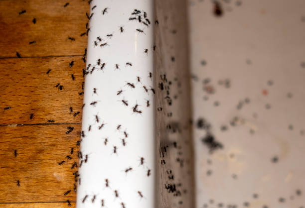 Best Termite Control Services  in Troy, IL