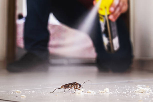 Best Rat Extermination Near Me  in Troy, IL