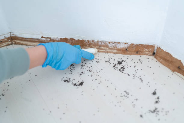 Best Spider Control Near Me  in Troy, IL